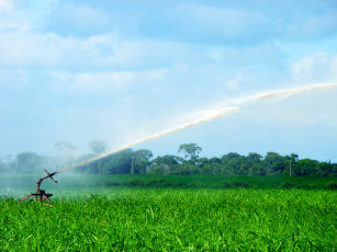 Imagem de Protocolo BRCana - Recomendação de manejo de irrigação para produção de cana-de-açúcar cultivada no Cerrado