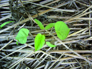 Imagem de Identificação e Caracterização de Plantas Daninhas Resistentes ao Herbicida Glyphosate no Brasil