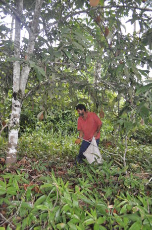 Imagem de Consórcio agroflorestal cupuaçu, pupunha, copaíba e andiroba: BR SAF RO 02