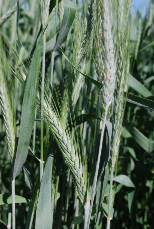 Imagem de Triticale - BRS Saturno