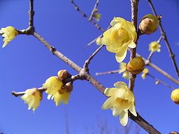 季節の花300の表紙のロウバイの花