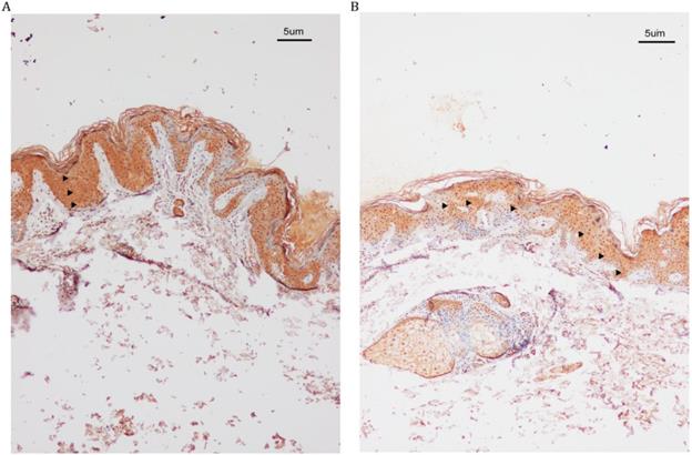 Int J Biol Sci Image