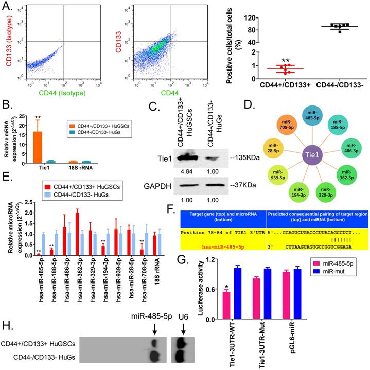 Int J Biol Sci Image