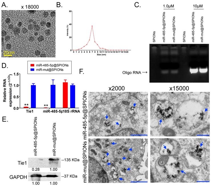 Int J Biol Sci Image