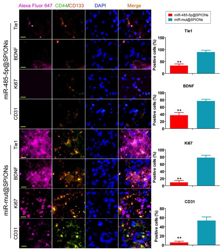 Int J Biol Sci Image