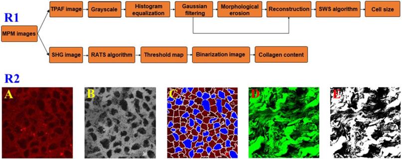 Int J Biol Sci Image