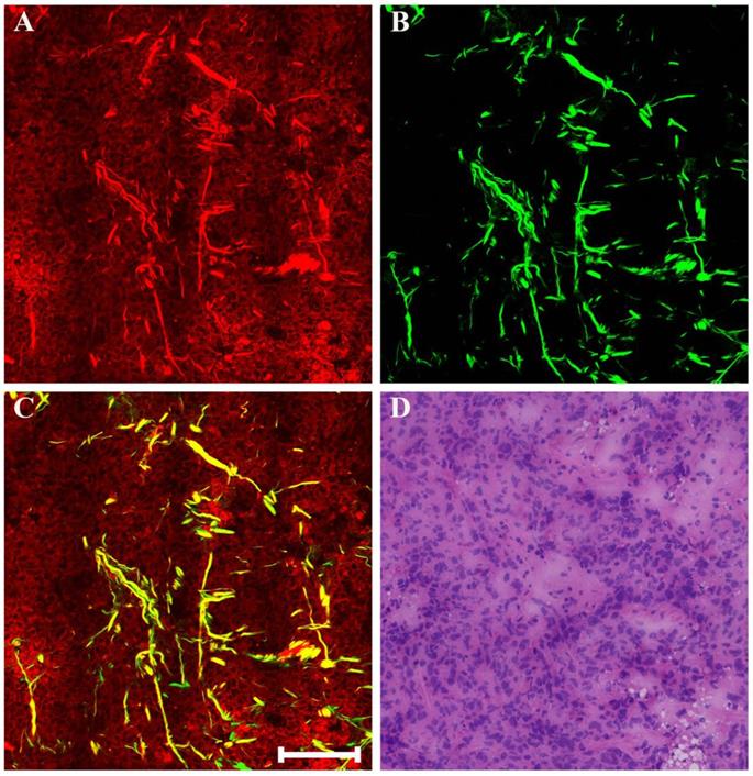 Int J Biol Sci Image