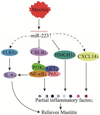 Int J Biol Sci Image