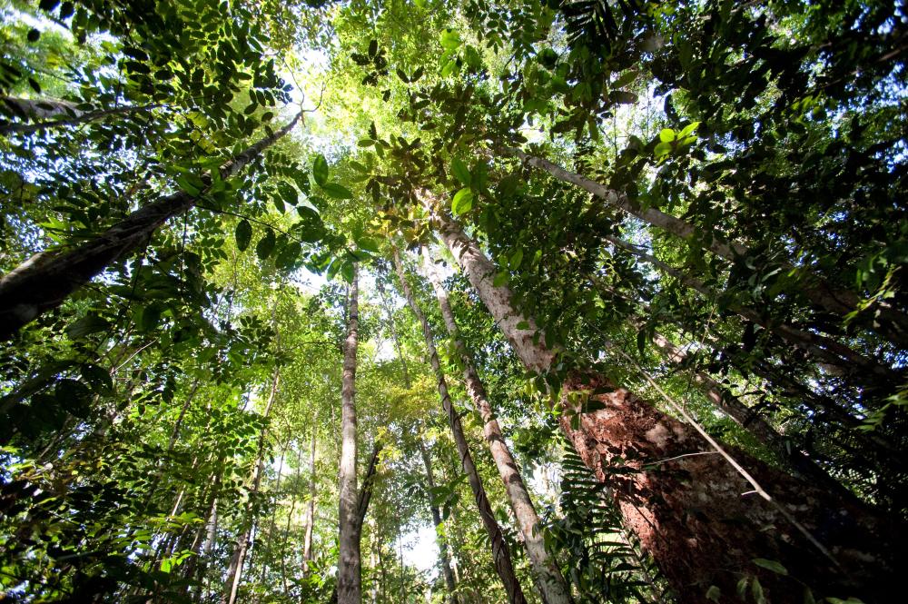 Voyage au pays des forêts