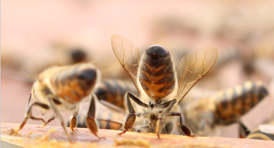 Quiz - A la découvertes des abeilles