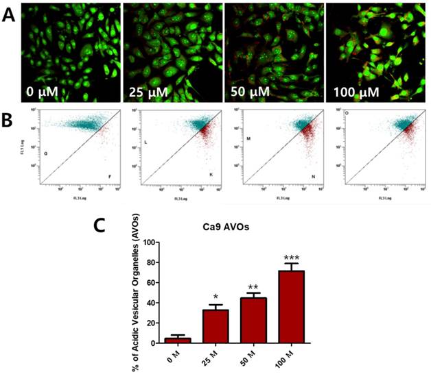 J Cancer Image