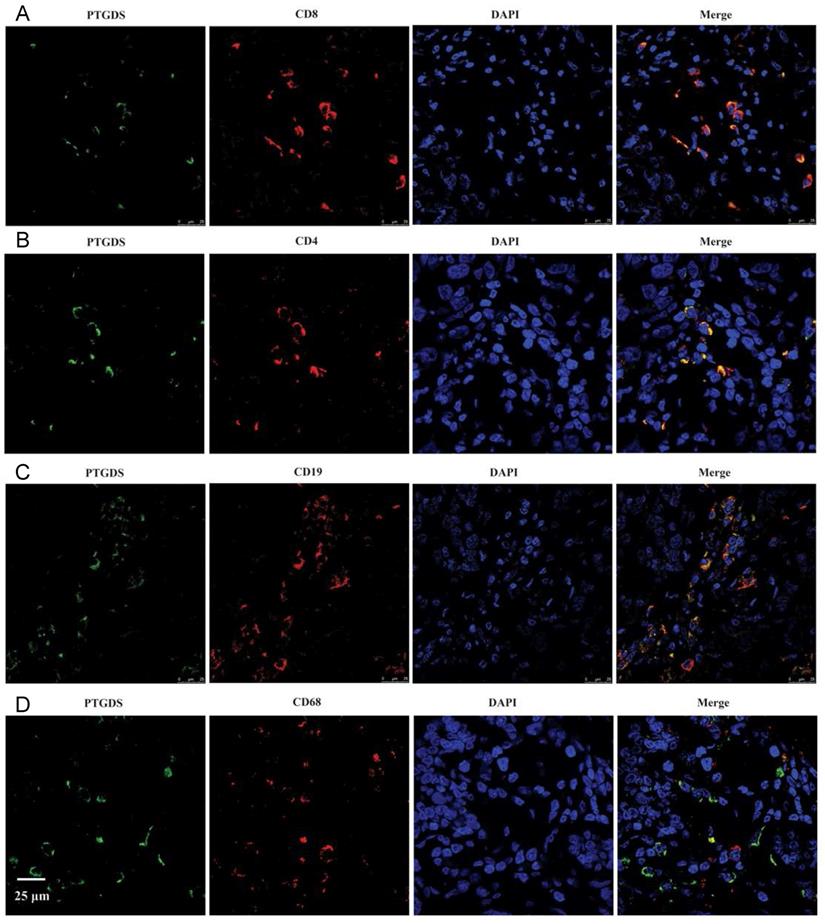 J Cancer Image