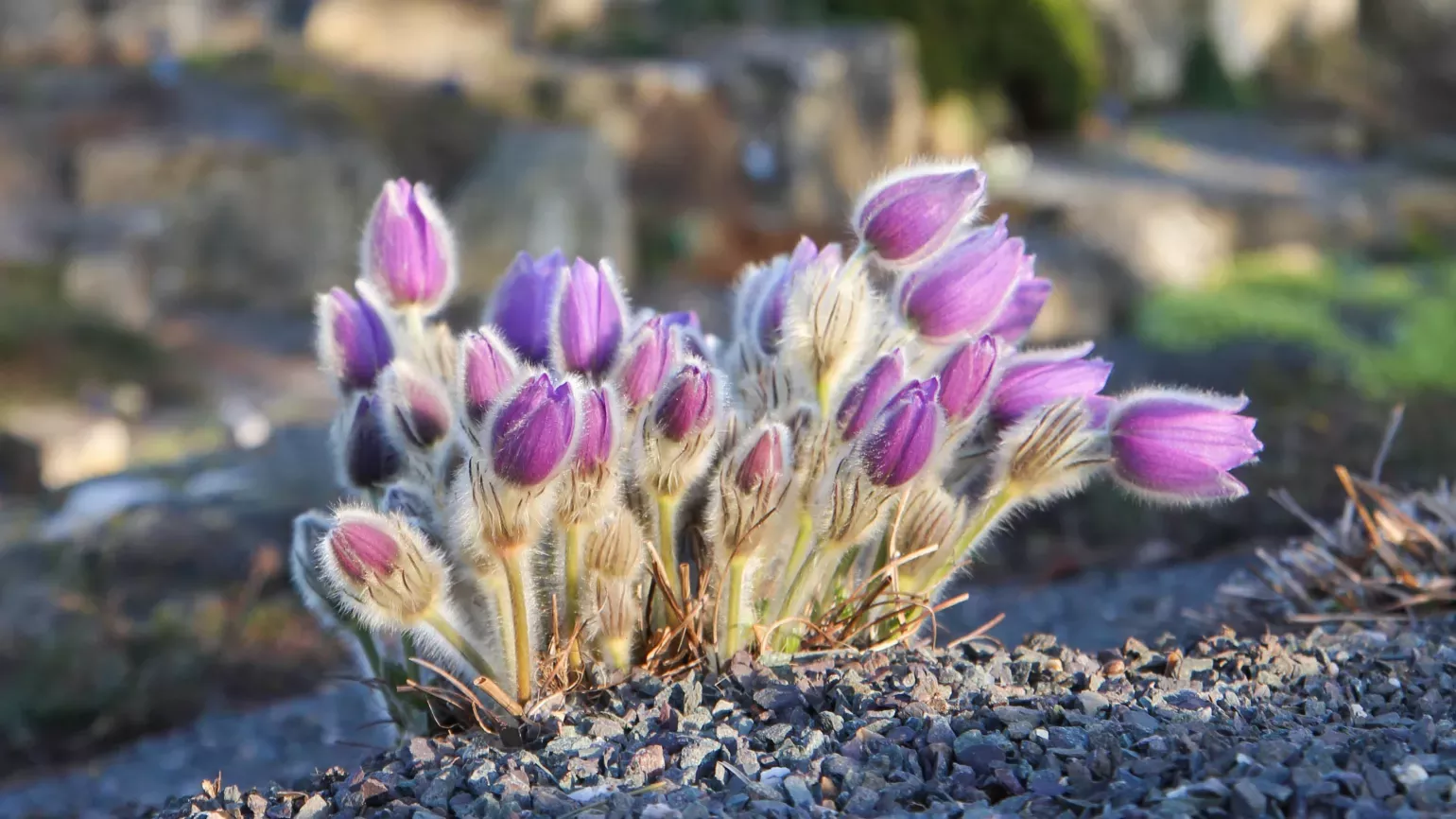 Silky, purple flowers of the pasqueflower