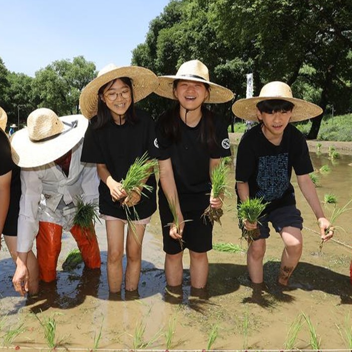 Children sow rice at traditional planting event