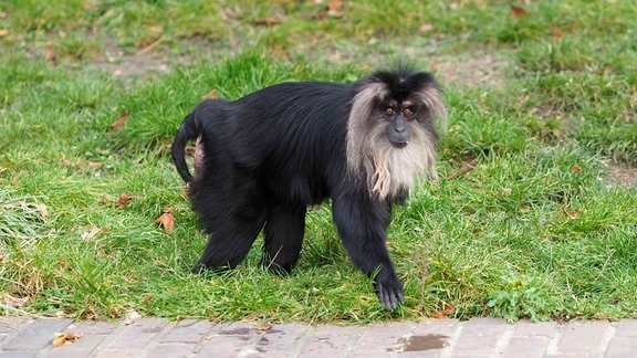 ein Bartaffenweibchen im Zoo