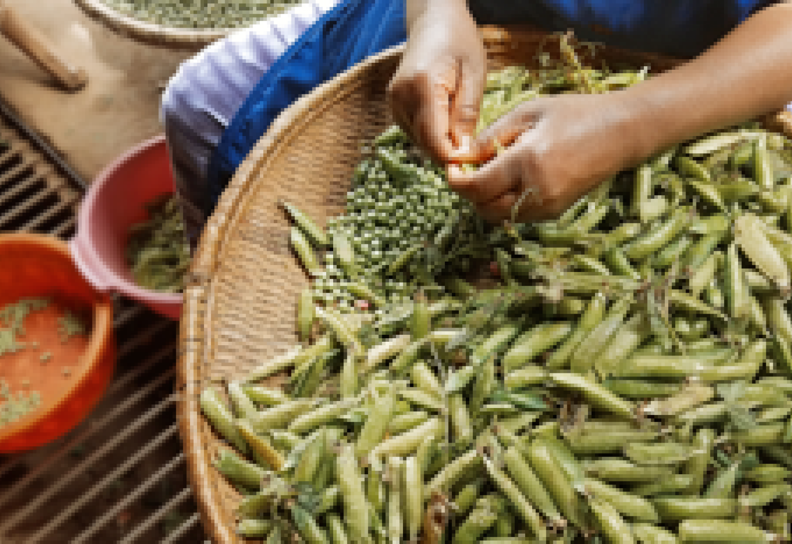 Hands husking peas into a basket full of peas