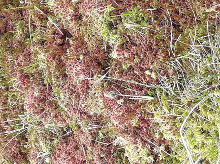 Blanket bog