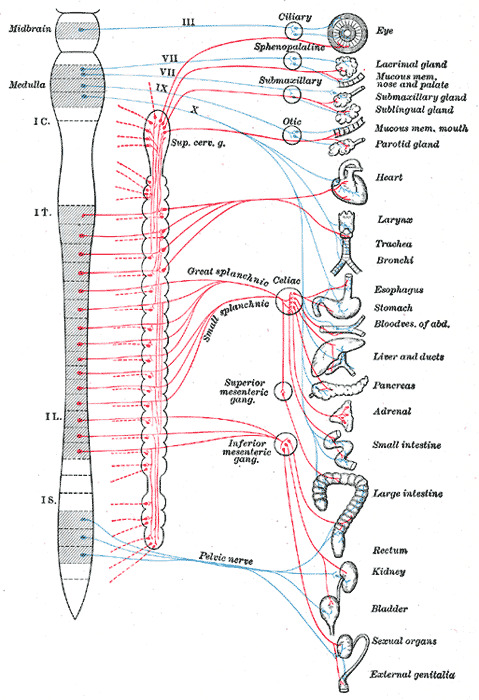 Image GSN__schematic