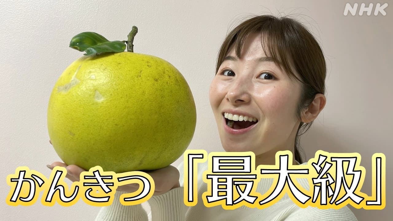 かんきつ最大級 川口市で「晩白柚」 その味は？ジャムや和菓子などにも！