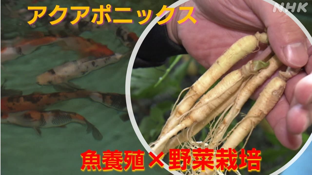 広がる新しい農業「アクアポニックス＝魚養殖×野菜栽培」 さいたま市・千葉県木更津市