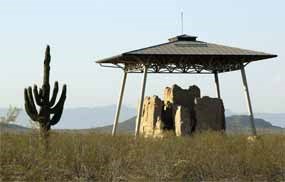 An elderly saguaro cactus.