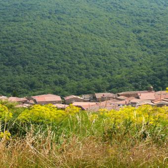 Bosque de la Pedrosa