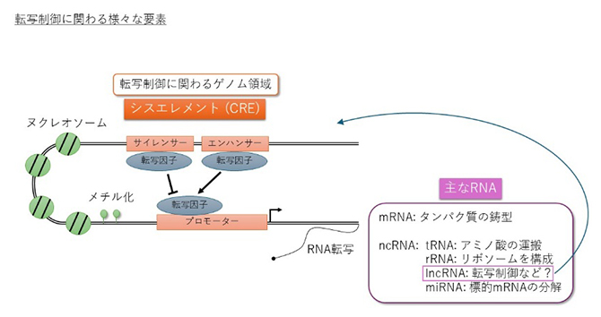 転写制御に関わるさまざまな要素の図