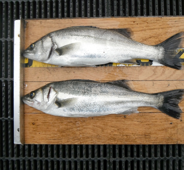 【由良川下流】30センチまでのセイゴ上がる　水量増せば大物も期待