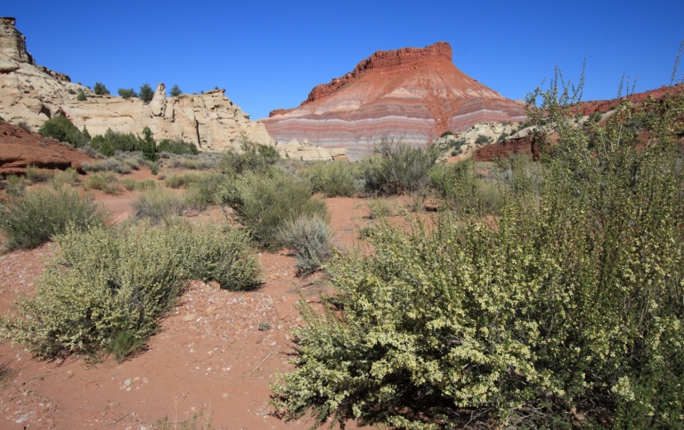 Respiration from dry ecosystems is less sensitive to temperature