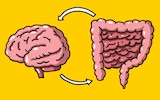 Gut and brain health