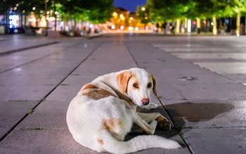 Stray dog in main square of Pristina