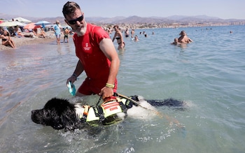 Lifeguard with dog