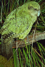 Kakapo