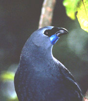 Huia