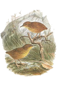 Stephen's Island wren