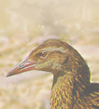 Weka