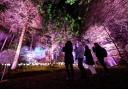 Visitors on a trip to the Enchanted Forest in Pitlochry