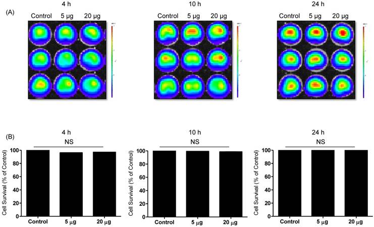 Theranostics Image