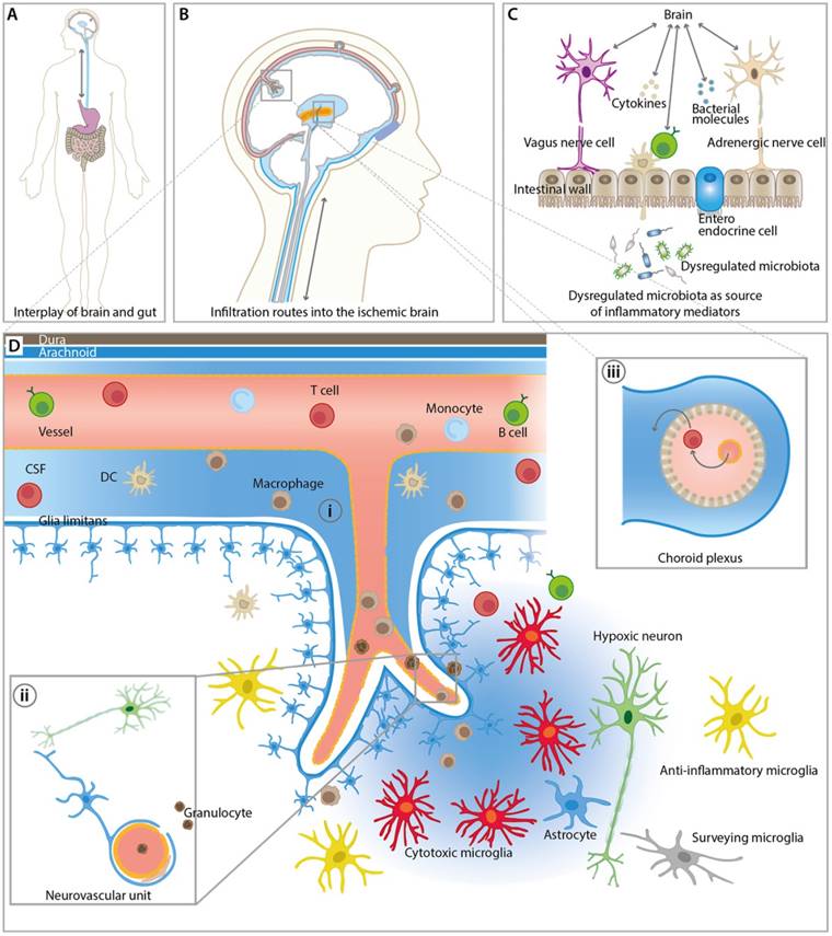 Theranostics Image