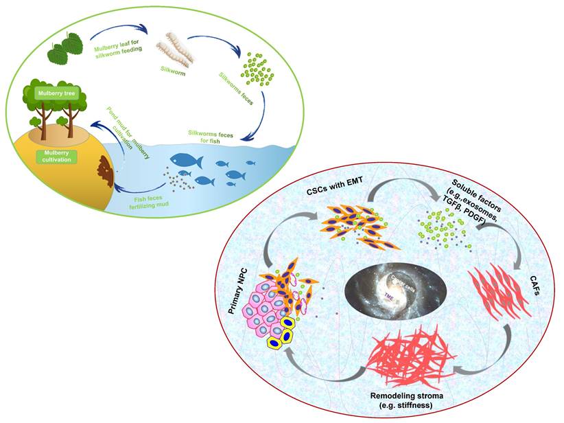 Theranostics Image