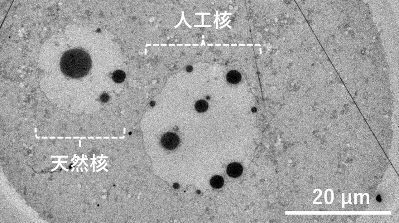 世界初！卵子にDNA溶液を注入することで人工細胞核の構築に成功