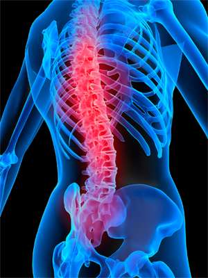 Spinal Cord Illustration