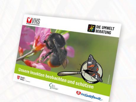 Eine Hummel auf einer Blüte und eine Lupe mit einem gezeichneten Schmetterling