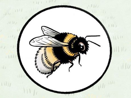 Illustration einer Hellen Erdhummel