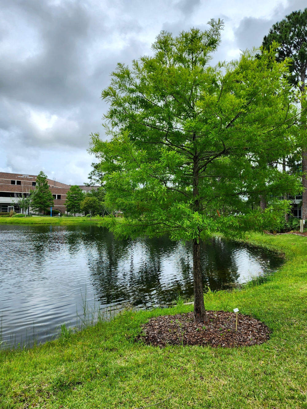 the Hicks Honors tree near the UNF Student Union