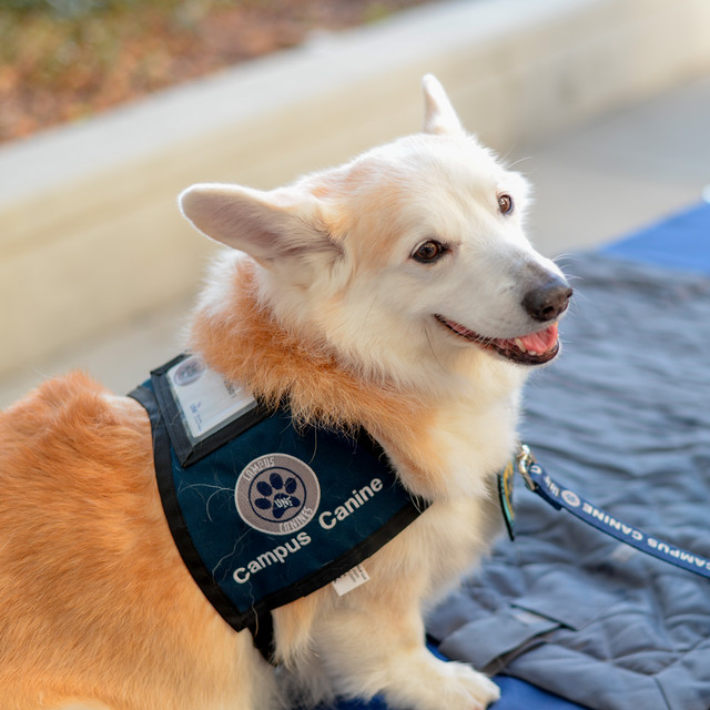 A small, tan-colored dog wearing a dark blue vest looks at the camera. 