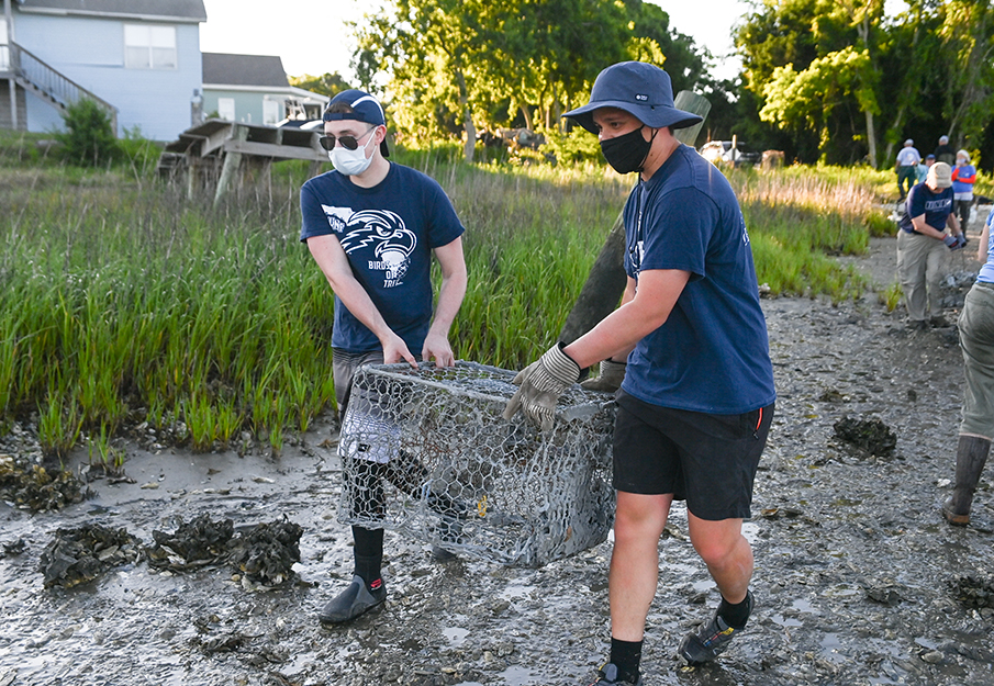 oyster habitat