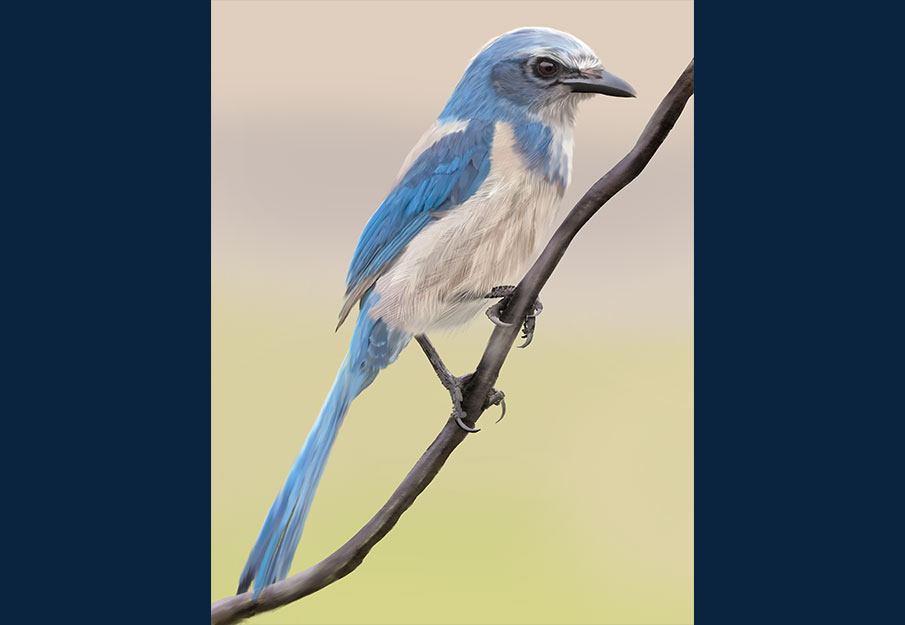 Florida Scrub-Jay