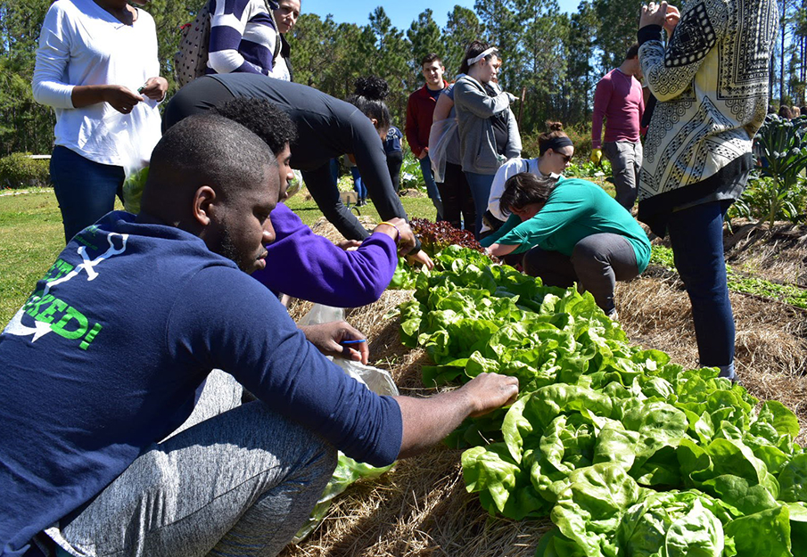 Students planting at the Ogier Gardens