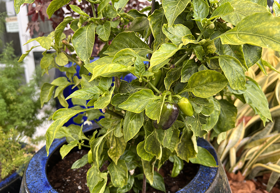 Pepper plant located in the Potager Permaculture Guild sprouting a small green pepper